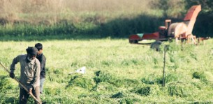 men farming