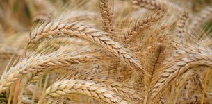close up wheat